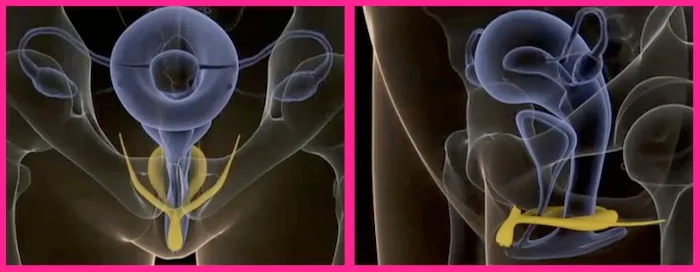 clitoris