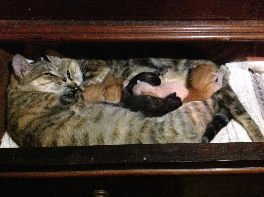 gatinhos00