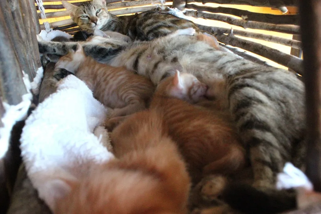 gatinhos05