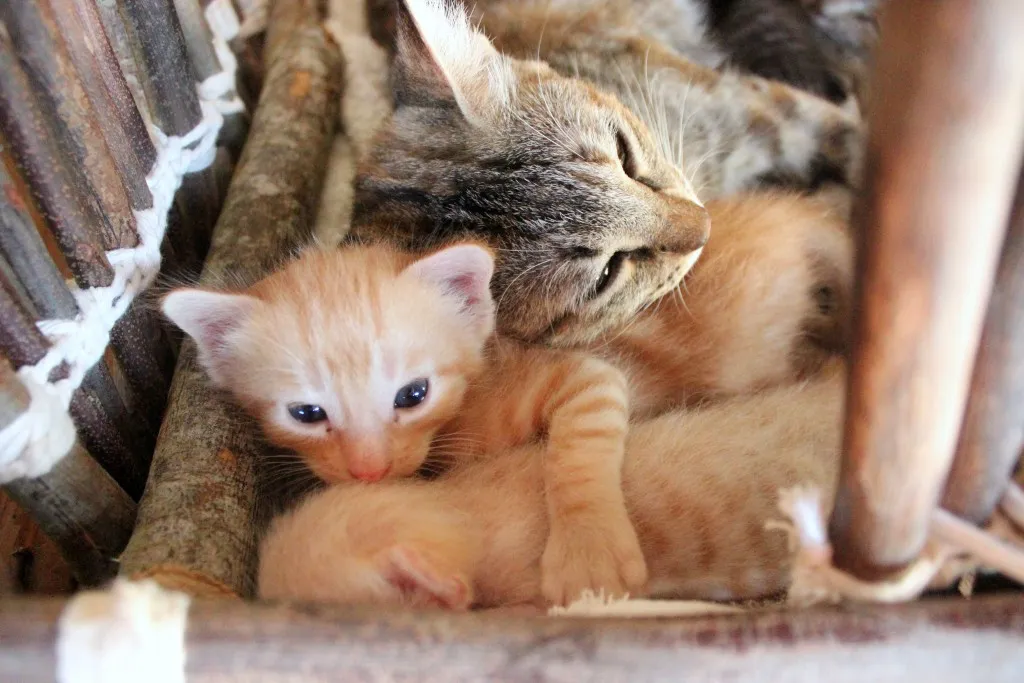 gatinhos06