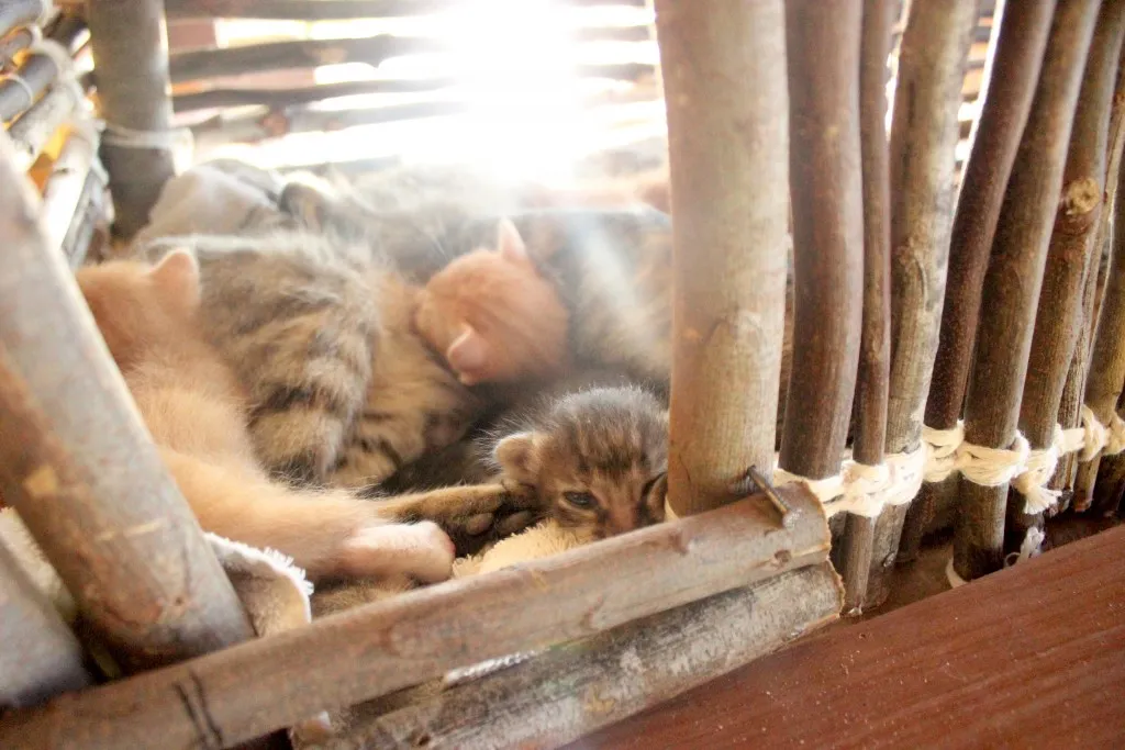 gatinhos07