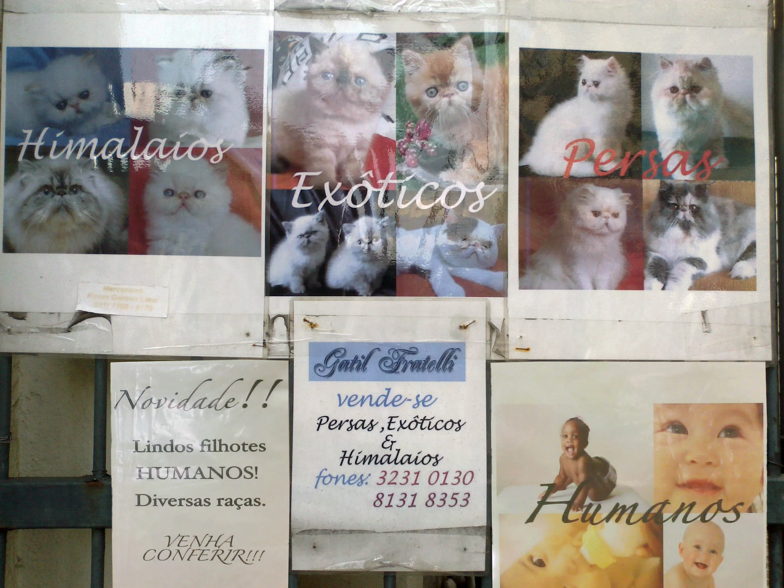 gatos copy